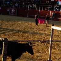 FERIA 2008. VAQUILLAS