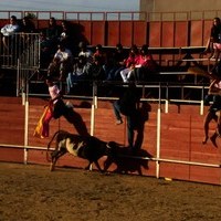 FERIA 2008. VAQUILLAS