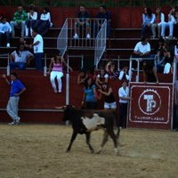 FERIA 2008. VAQUILLAS