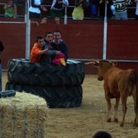 FERIA 2008. VAQUILLAS