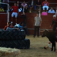 FERIA 2008. VAQUILLAS