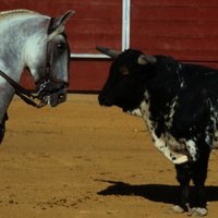 TOROS FERIA 2009