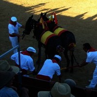 TOROS FERIA 2009