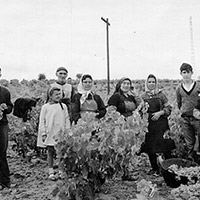 Labores del Campo