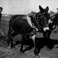 Labores del Campo