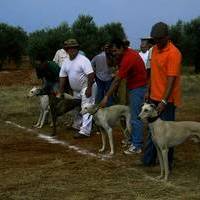 FOTOS FERIA 2004. Tiro al plato y Galgos