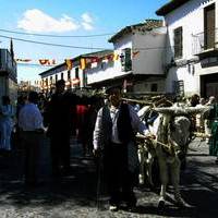 XXXVI FIESTA DE PRIMAVERA: ROMERIA DEL SOCORRO