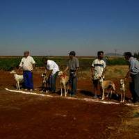 SEMANA CULTURAL.Carrera de galgos