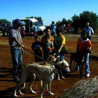 SEMANA CULTURAL.Carrera de galgos