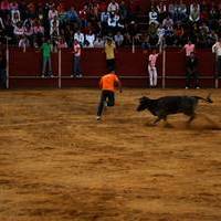 FERIA 2007 (I)