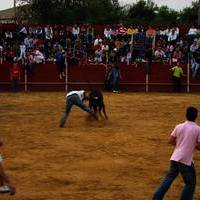 FERIA 2007 (I)