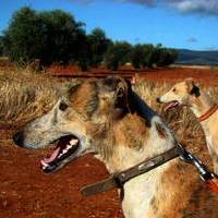 GALGOS Y TIRO AL PLATO