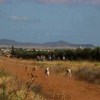 GALGOS Y TIRO AL PLATO