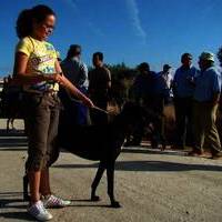 GALGOS Y TIRO AL PLATO