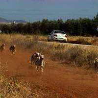 GALGOS Y TIRO AL PLATO