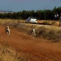 GALGOS Y TIRO AL PLATO