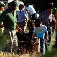 GALGOS Y TIRO AL PLATO