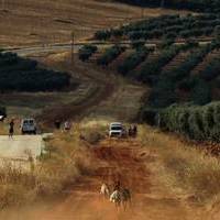 GALGOS Y TIRO AL PLATO