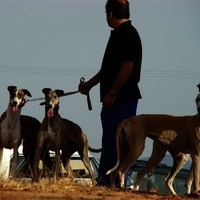 GALGOS FERIA 2011