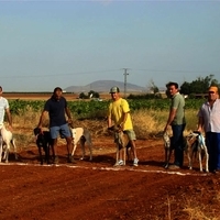 GALGOS FERIA 2011