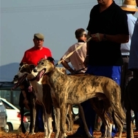 GALGOS FERIA 2011