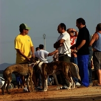 GALGOS FERIA 2011