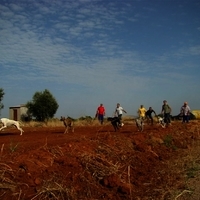 GALGOS FERIA 2011