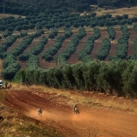 GALGOS FERIA 2011