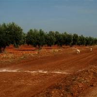 GALGOS FERIA 2011