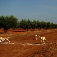 GALGOS FERIA 2011