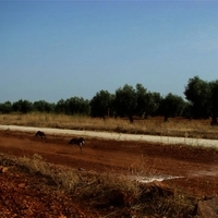 GALGOS FERIA 2011