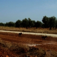 GALGOS FERIA 2011