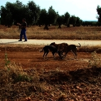 GALGOS FERIA 2011