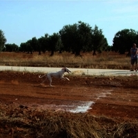 GALGOS FERIA 2011