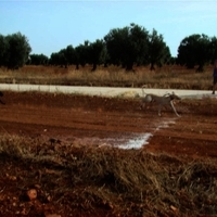 GALGOS FERIA 2011