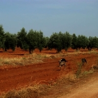 GALGOS FERIA 2011