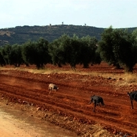 GALGOS FERIA 2011