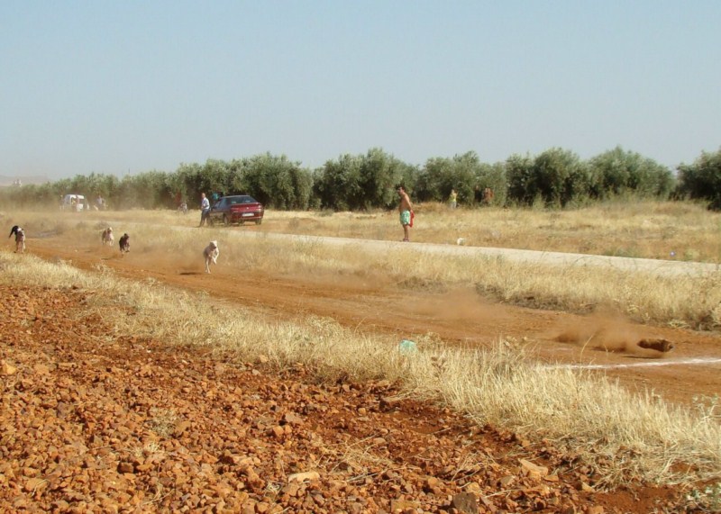 CARRERA DE GALGOS