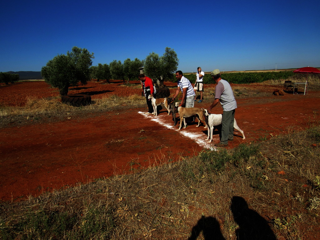 Carrera de Galgos 2017