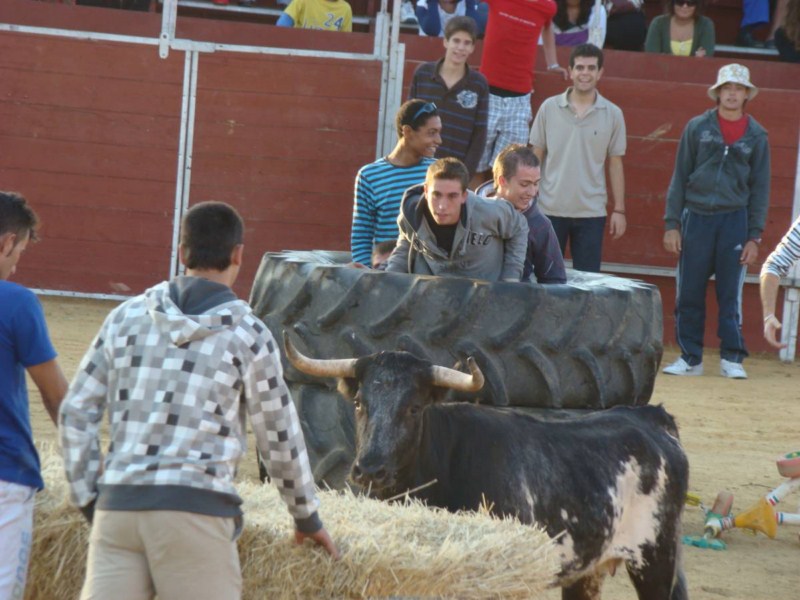 FERIA 2008. VAQUILLAS